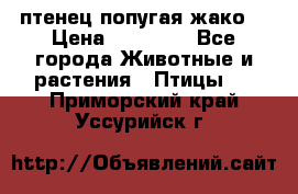 птенец попугая жако  › Цена ­ 60 000 - Все города Животные и растения » Птицы   . Приморский край,Уссурийск г.